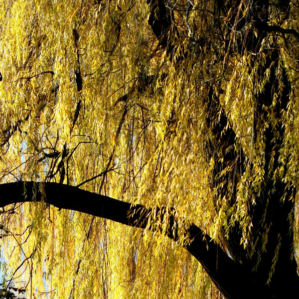 American Elm Tree – Green Thumbs Garden