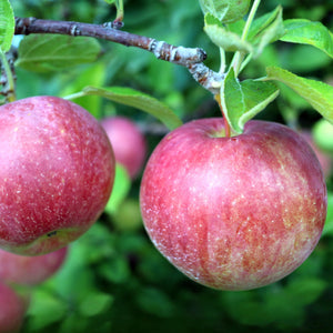 Garden & Grove 3 ft. Fuji Apple Tree with Expectional Fruit & Pollinating Capabilities