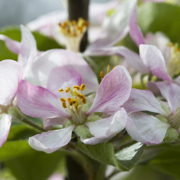 Cortland Apple Tree – Windham County Natural Resources