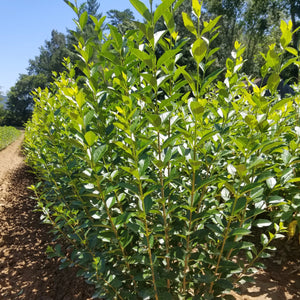 prunus laurocerasus schipkaensis west coast