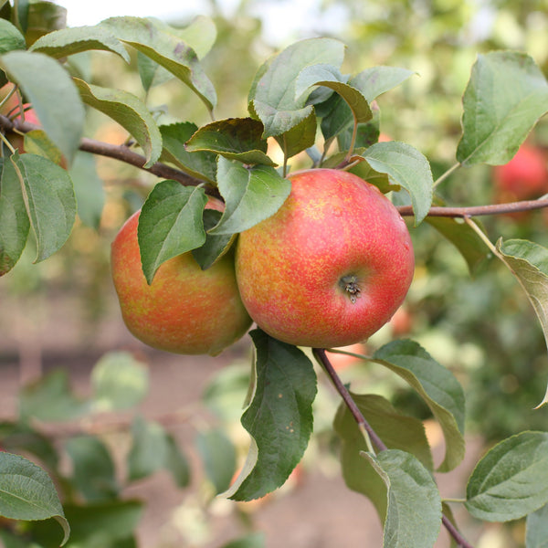 Online Orchards 3 ft. Red Delicious Apple Tree with Deep Ruby Red Fruit Best for Fresh Eating