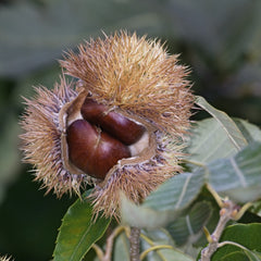 Cortland Apple Tree – Green Thumbs Garden