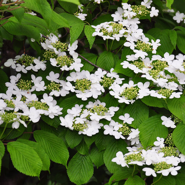 Buy Lady Stanley Althea Double Pink Plants & Trees Online