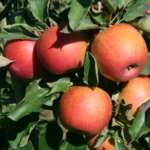 Honey Crisp Apple Tree – Green Thumbs Garden