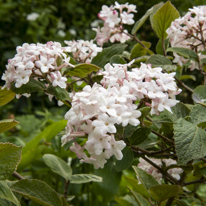 Image of Juddi viburnum shrub with white flowers
