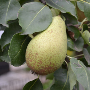 Comice Pear Trees – Growing Comice Pears In The Home Garden