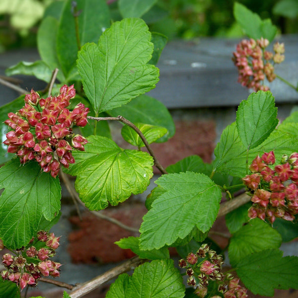 Image of Ninebark shrub with berries