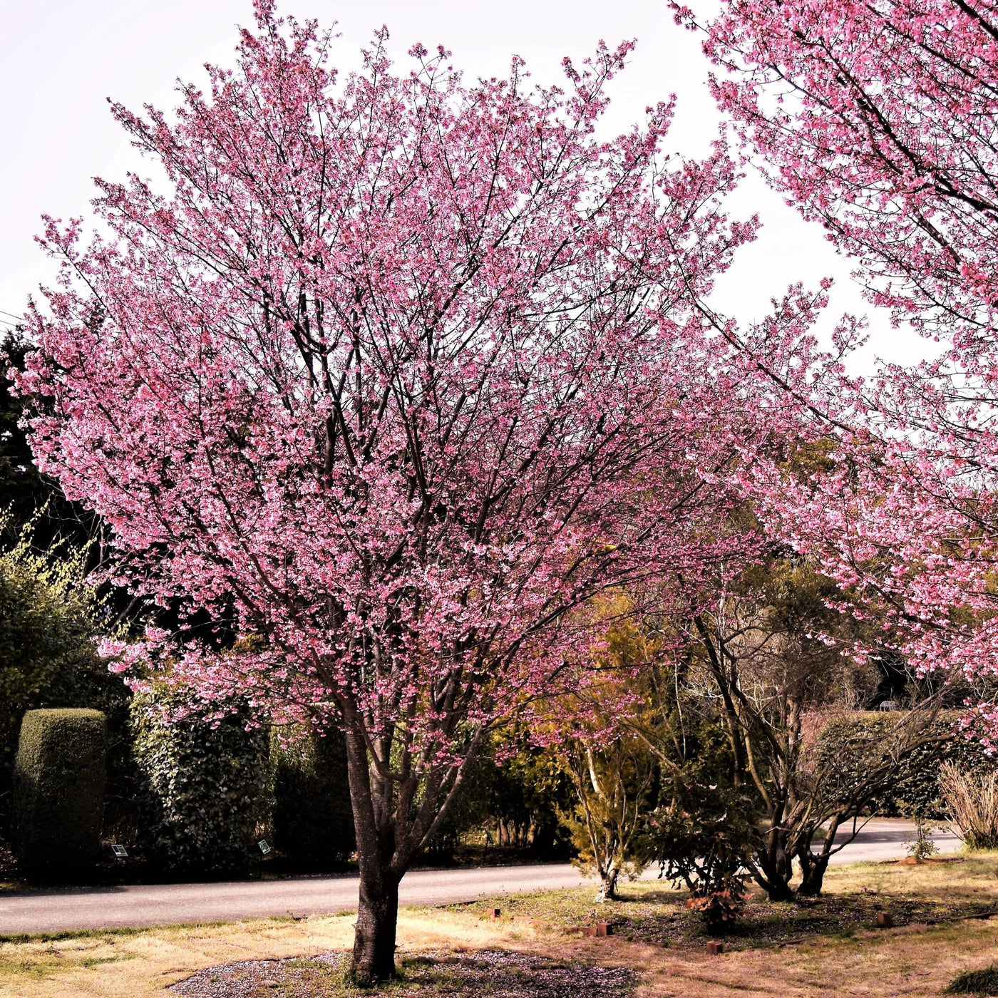 Kiera Atkinson: Okame Japanese Flowering Cherry Tree / Okame Cherry