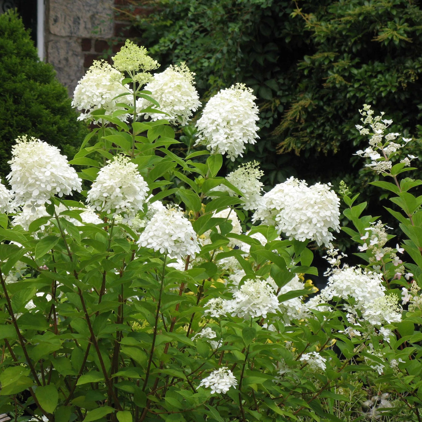 pee gee hydrangea