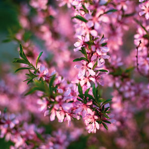 Buy Lady Stanley Althea Double Pink Plants & Trees Online