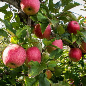 Honeycrisp Apple – Trees of Antiquity