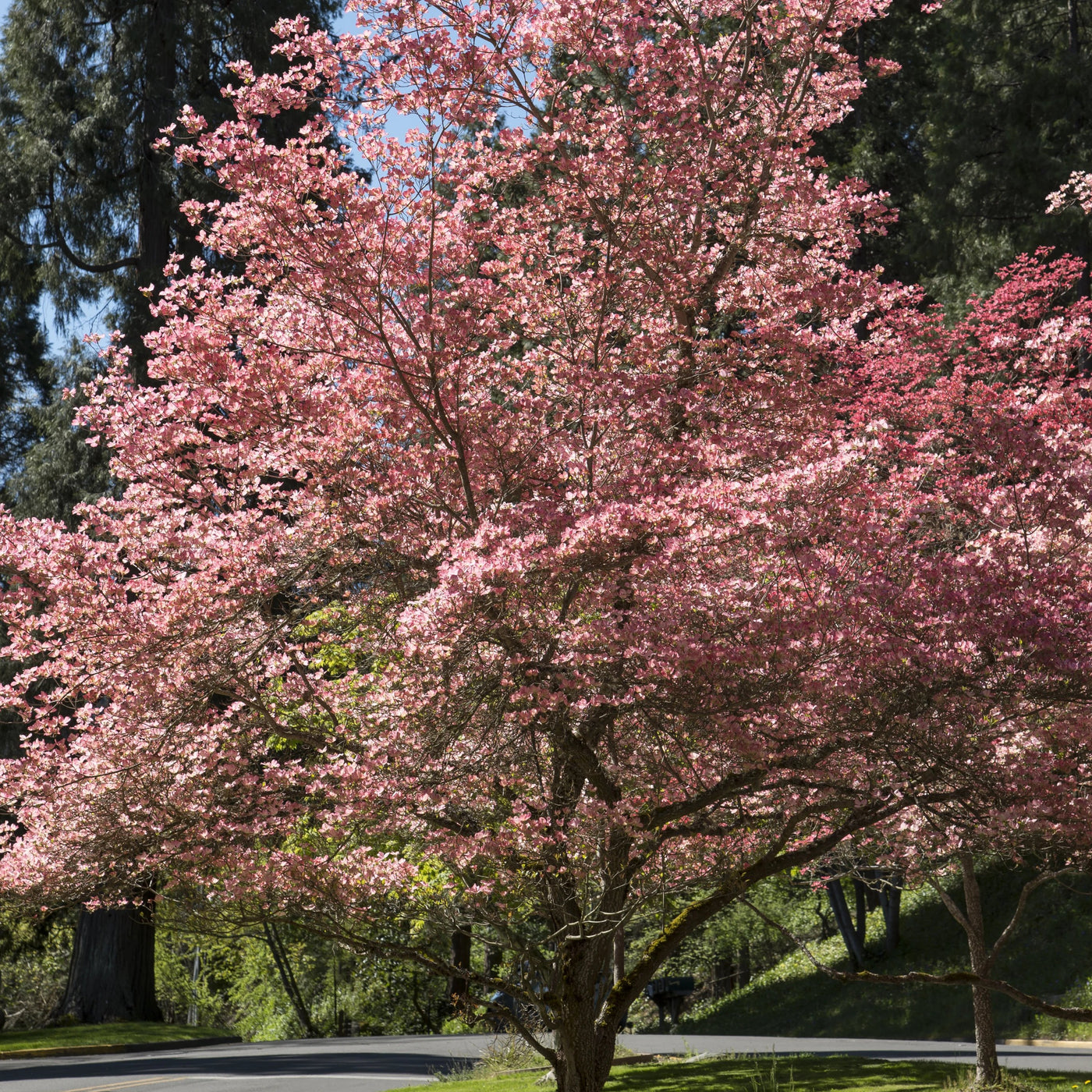 Pink Dogwood Tree – Green Thumbs Garden