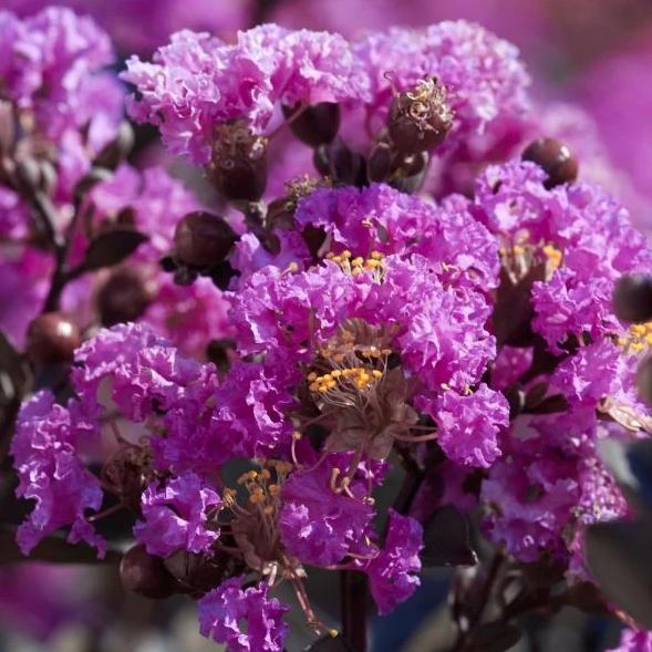 purple cow crape myrtle