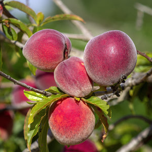 Elberta Peach Tree – Green Thumbs Garden