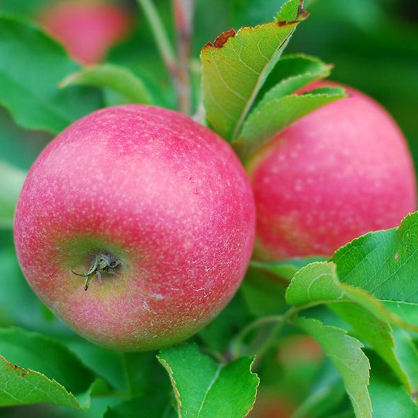 Honey Crisp Apple Tree – Green Thumbs Garden