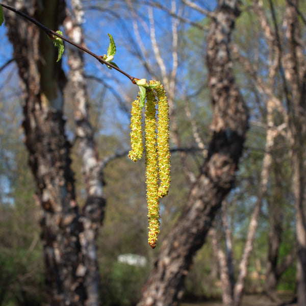 White Mulberry Tree – Green Thumbs Garden