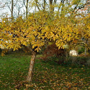 Shadblow Serviceberry Tree