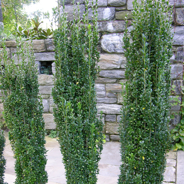 Image of Sky Pencil Japanese Holly tree in garden