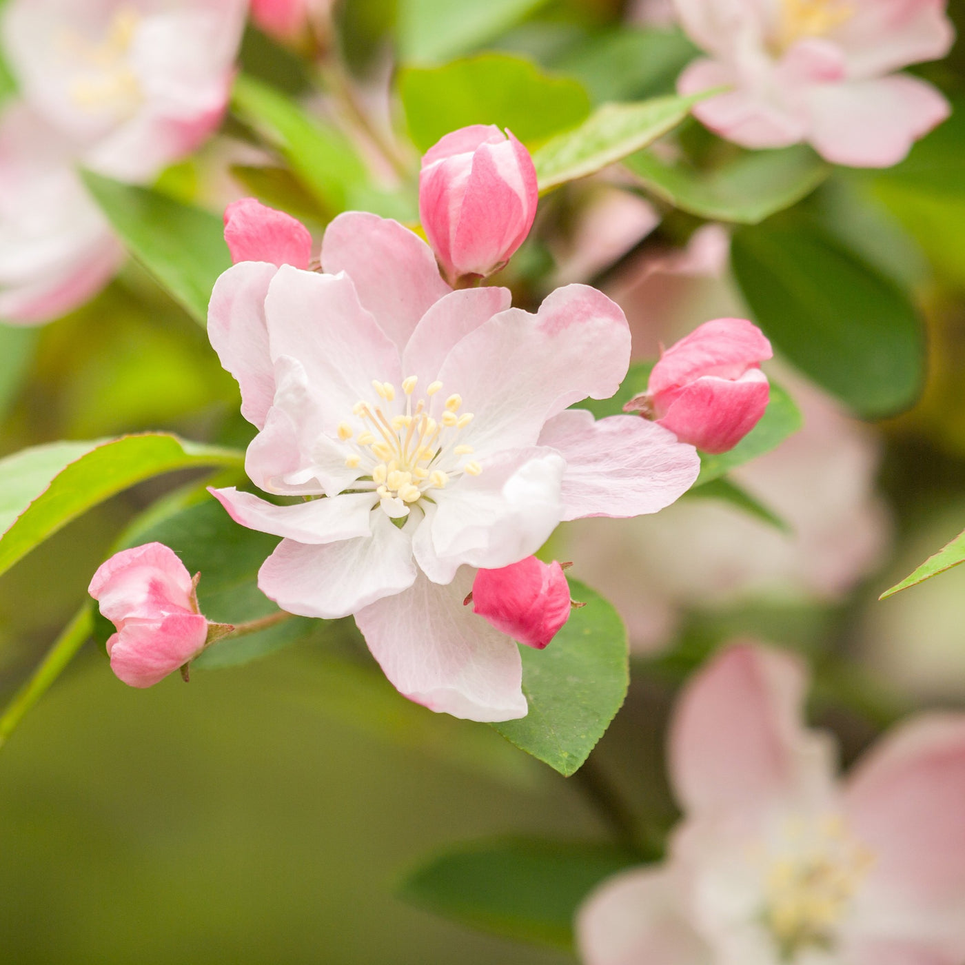 Sugar Tyme Crabapple Tree – Green Thumbs Garden