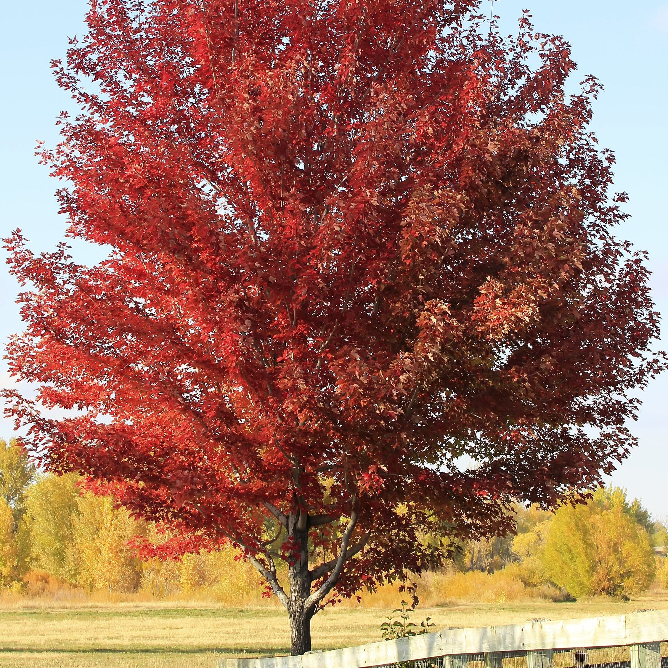 The Sun Valley Red Maple Tree (Acer rubrum 'Sun Valley') is a U.S
