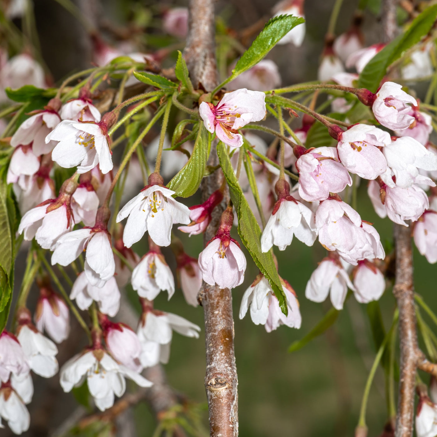 Shidare Weeping YoShino Cherry Tree Green Thumbs Garden