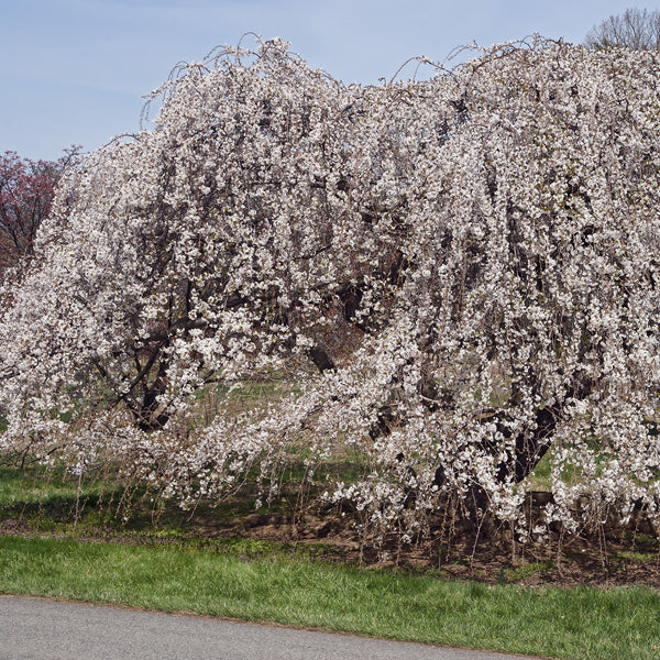 American Basswood Tree – Green Thumbs Garden