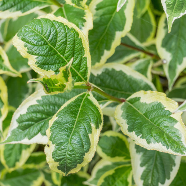 Image of Juddi viburnum shrub with variegated leaves