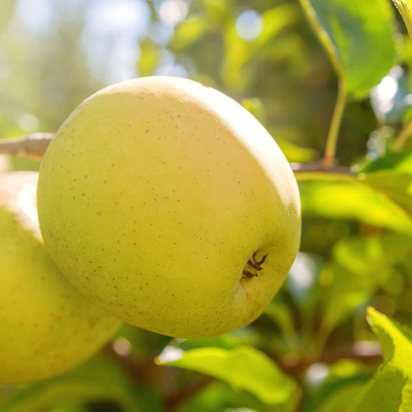 Garden & Grove 3 ft. Fuji Apple Tree with Expectional Fruit & Pollinating Capabilities