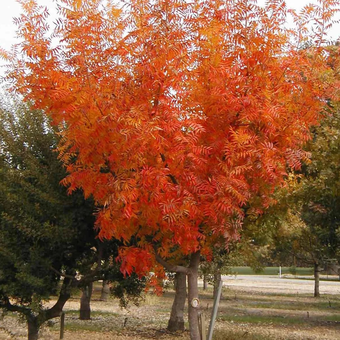 Chinese Pistache Tree - Green Thumbs Garden