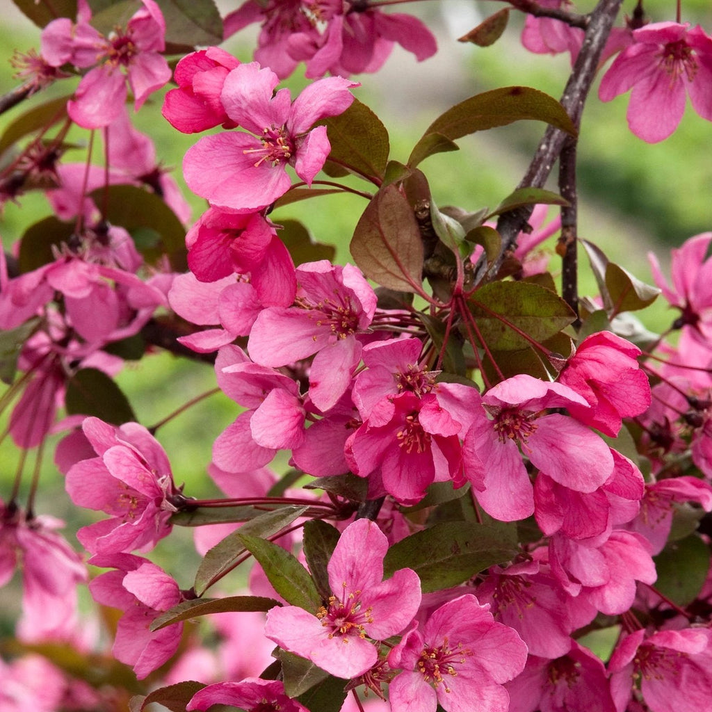 Prairiefire Flowering Crabapple Tree – Green Thumbs Garden