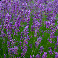 Essential Oil of Lavendar