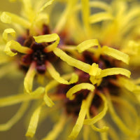 Witch Hazel