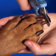 Dogs Black Nails