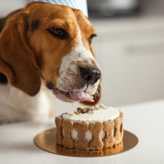 Celebrating Your Dog's Birthday: Tips and Ideas for a Memorable Celebration