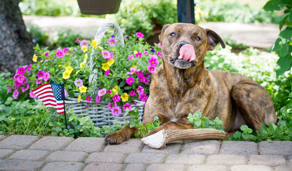 elk vs deer antlers for dogs