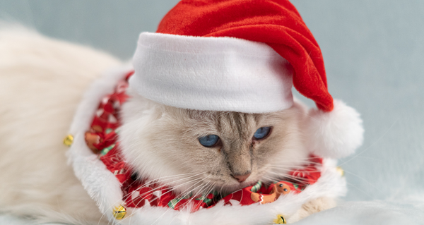 cat wearing a christmas hat