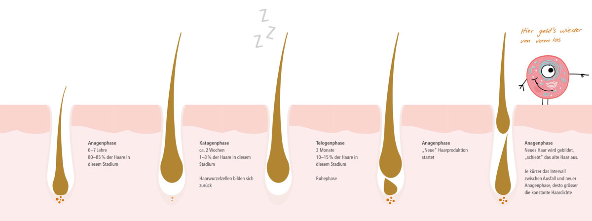 Illustration Haar Zyklus mit Purzellchen