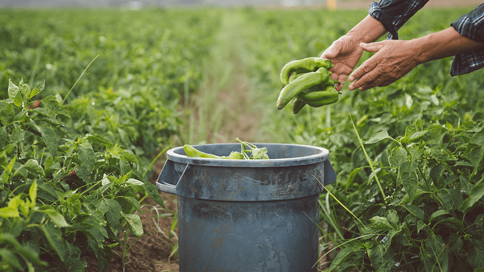 Harvesting Green Chile