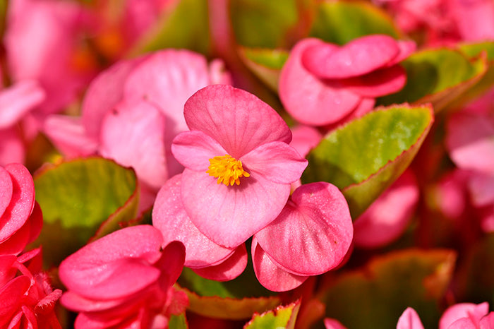 Colección de Begonias – Villorstore