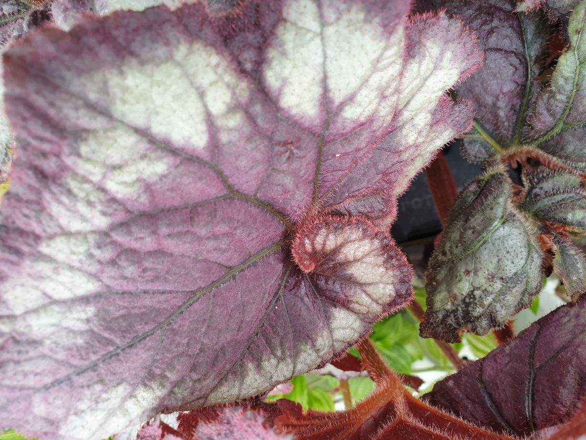 Begonia blackberry – Villorstore