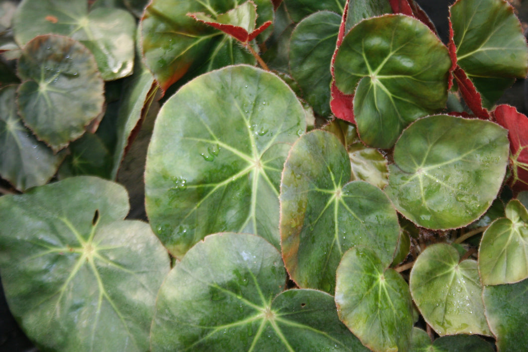 Begonia Erytrophylla Beefsteak – Villorstore