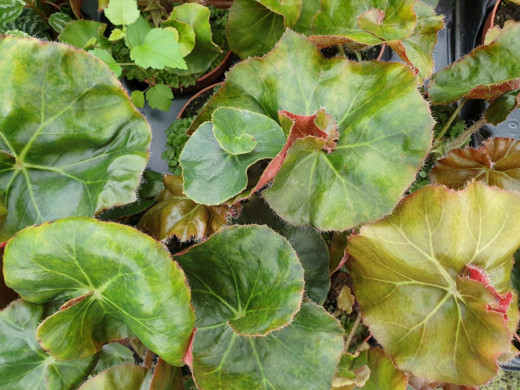 Begonia Erythrophylla helix – Villorstore