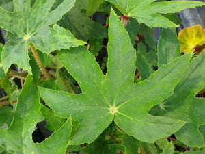 Begonia Heracleifolia Punktata – Villorstore