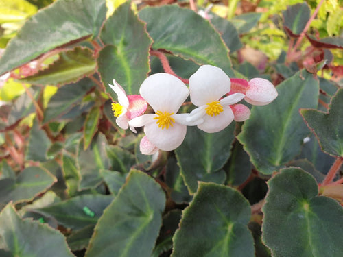 Colección de Begonias – Villorstore