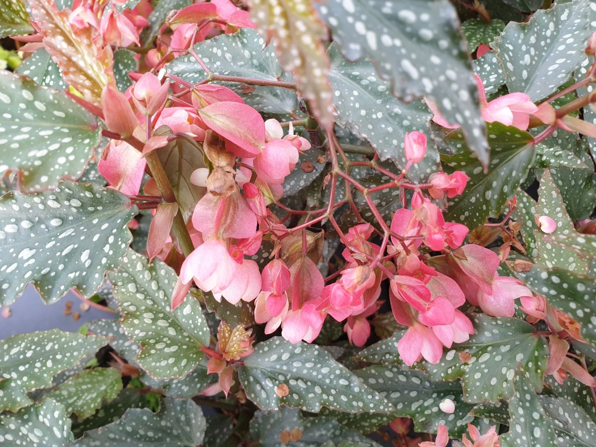 Begonia Medora – Villorstore