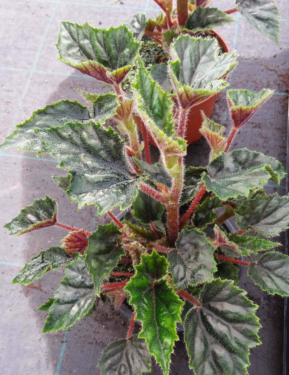 Begonia Metallica – Villorstore