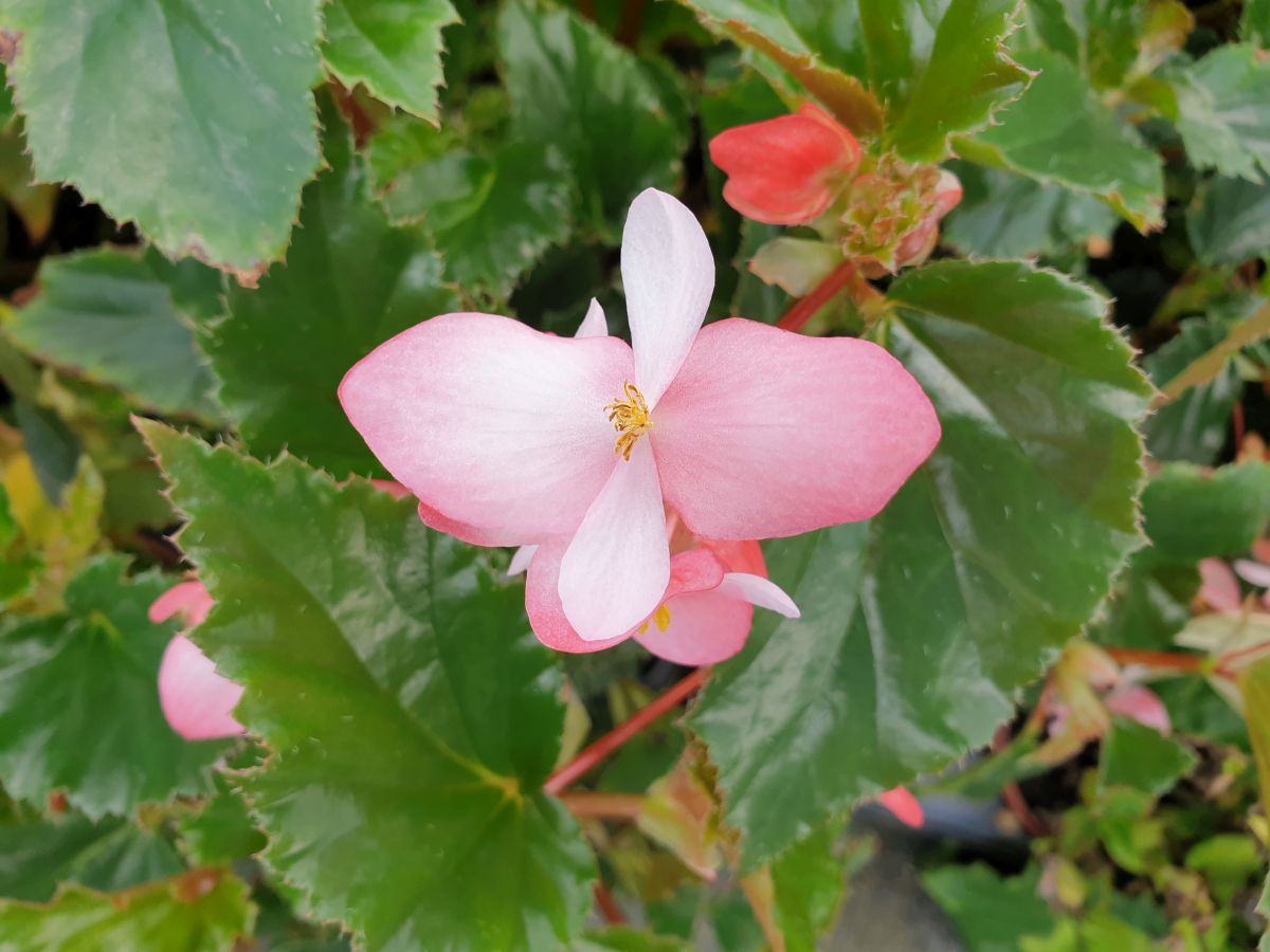 Begonia Richmondensis – Villorstore