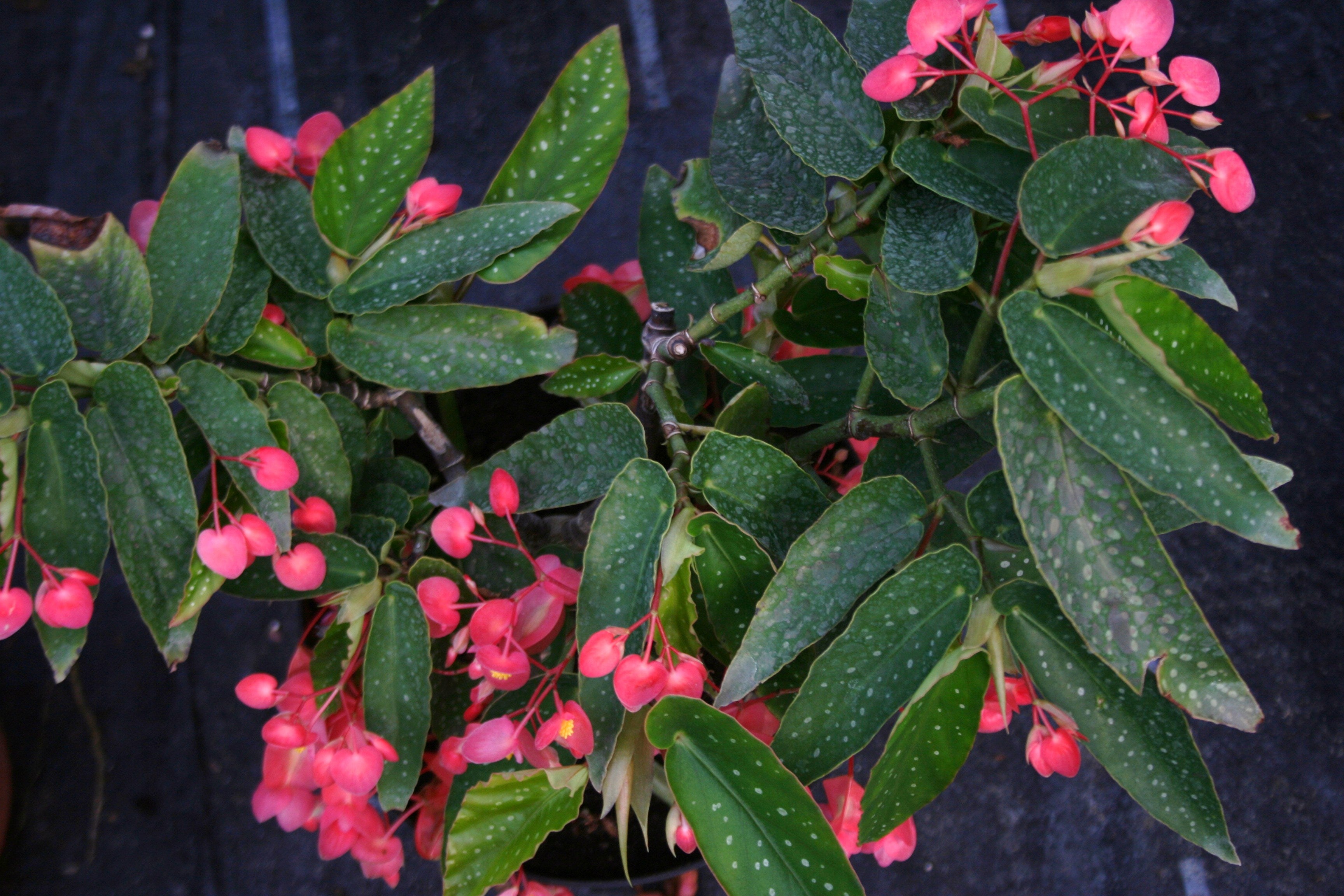 Begonia Tamaya – Villorstore