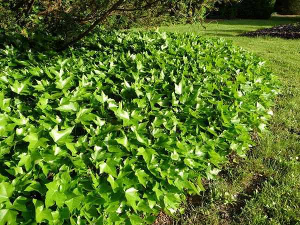 plantas para la piscina