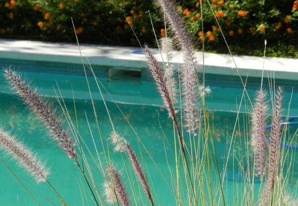 plantas para la piscina